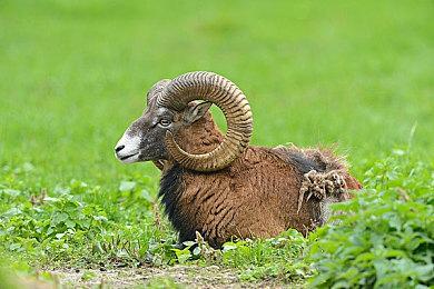 《符文工厂5》V.1.1.0版本更新 现已支持同性结婚